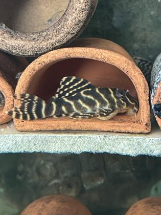 L333 תלוי בגודל וצבע מ