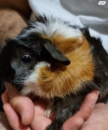 למסירה שרקנים אביסיניאני, מטופלים וחמודי...