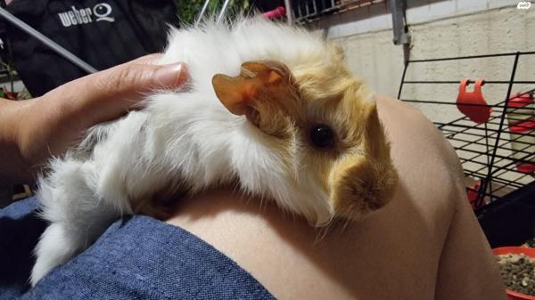 למסירה שרקנים אביסיניאני, מטופלים וחמודי...