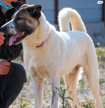 מקס אקיטה אמריקאי מעורב, בן