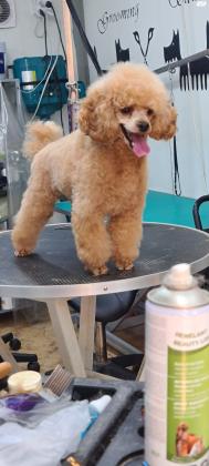 למכירה גורי פודל טוי,עם תעודת