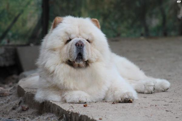 למכירה גורי צ'או צ'או מתועדים