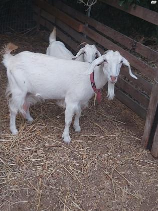 למכירה עיזה חולבת מסוג זאנן