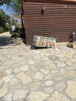 פלסומה גרנדיס, נקבה בת שנה