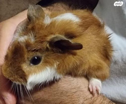 למסירה שרקנים אביסיניאני, מטופלים וחמודי...