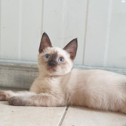 גורי חתולום מהממים, גיל חודשיים