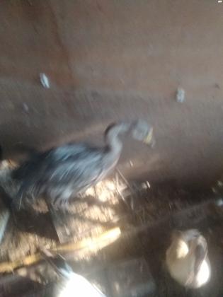 זוג אווז סיני