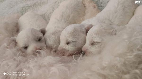 מבת גידול self beauty בני