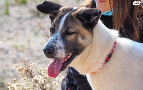 מקס אקיטה אמריקאי מעורב, בן