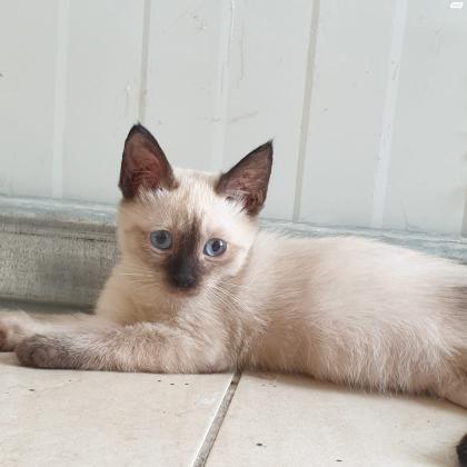 גורי חתולום מהממים, גיל חודשיים