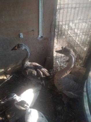 זוג אווז סיני