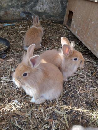 ארנבות וארנבים ומיוחדות/ים בגילאים שונים