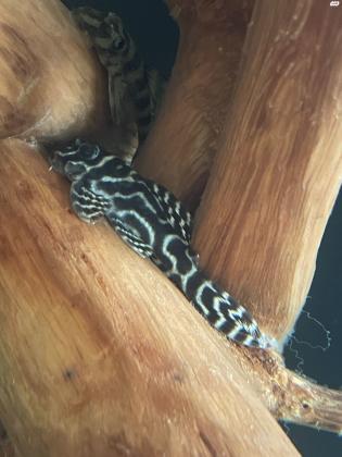 L333 תלוי בגודל וצבע מ