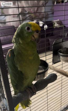 אמזונה ילו קראון נקבה עם טבעת 21