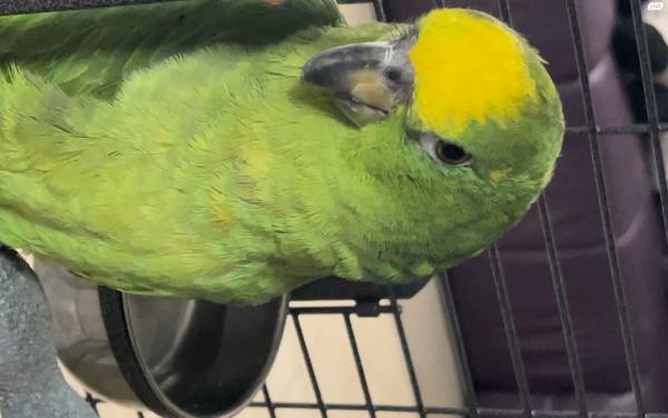 אמזונה ילו קראון נקבה עם טבעת 21