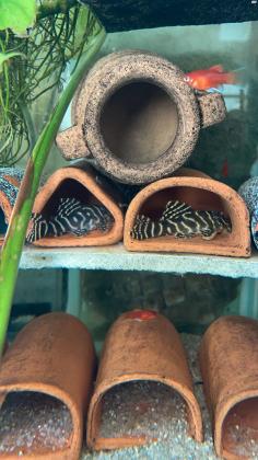 L333 תלוי בגודל וצבע מ