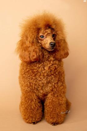 למכירה גורי פודל טוי,עם תעודת