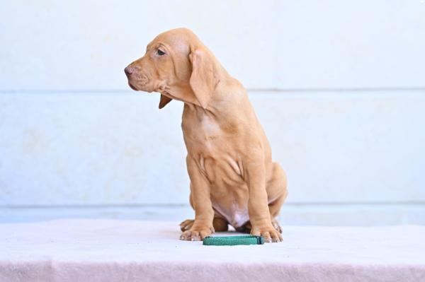 גורי ויסלה הונגרי בני חודשיים