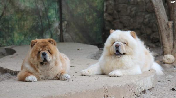 למכירה גורי צ'או צ'או מתועדים