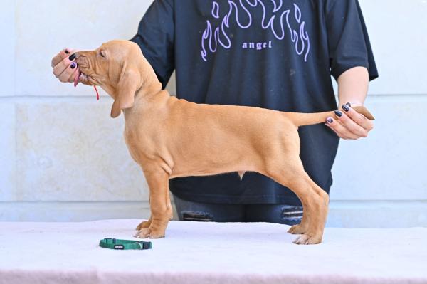 גורי ויסלה הונגרי בני חודשיים