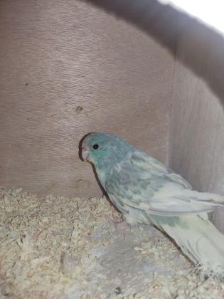 זוג קקריקים ספנגל עובד