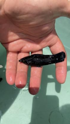 דגי מולי xl למכירה בשלל