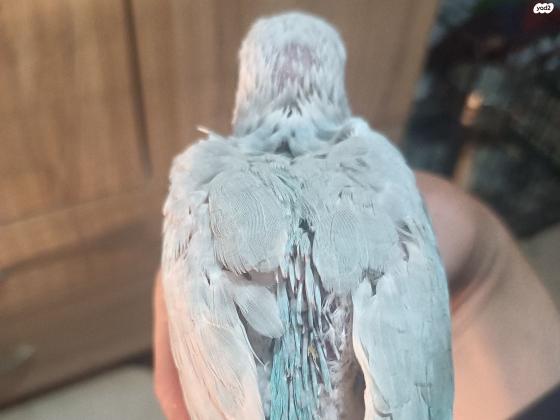 גוזל דררה נקבה מזוהת מין