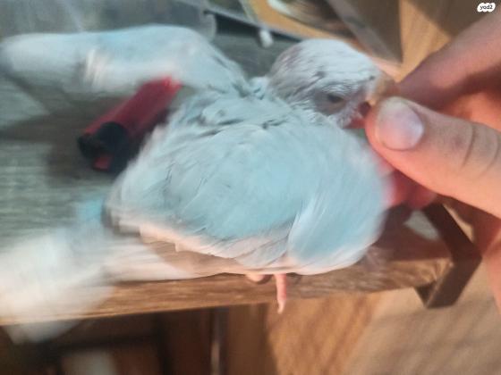 גוזל דררה נקבה מזוהת מין