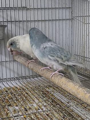 זוג קקריקים ספנגל עובד