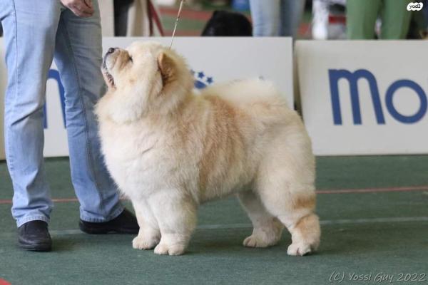 למכירה גורי צ'או צ'או מתועדים