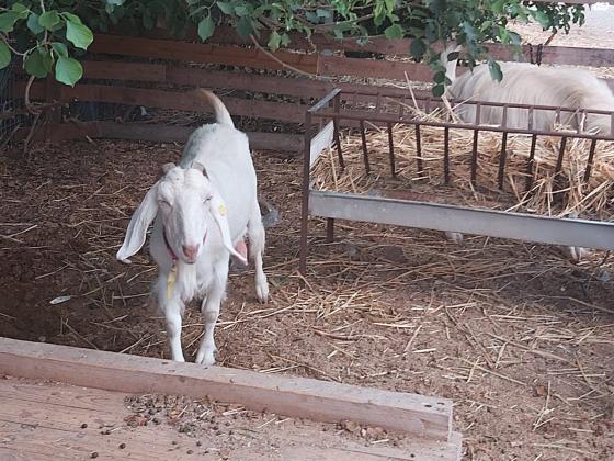 למכירה עיזה חולבת מסוג זאנן