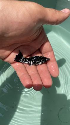 דגי מולי xl למכירה בשלל