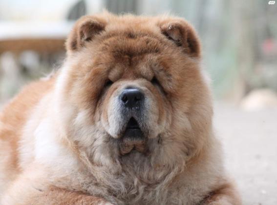 למכירה גורי צ'או צ'או מתועדים