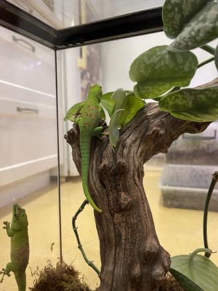 פלסומה גרנדיס, נקבה בת שנה