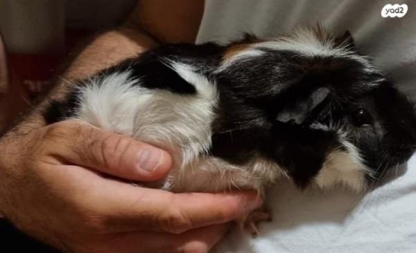 למסירה שרקנים אביסיניאני, מטופלים וחמודי...