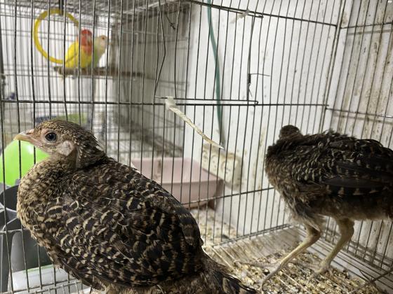 מוציא שני פסיון זהב נקבות