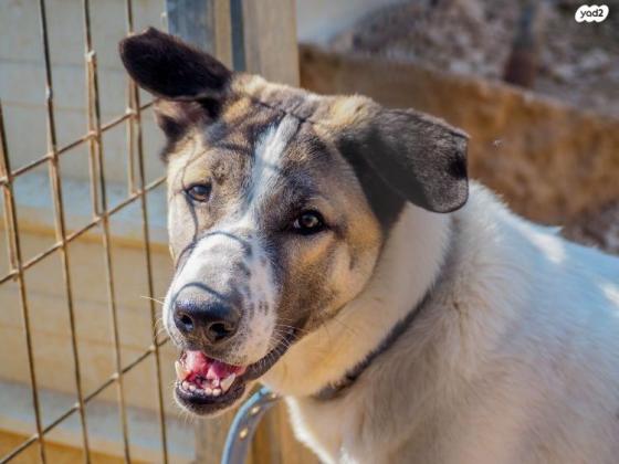 מקס אקיטה אמריקאי מעורב, בן