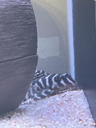 L333 תלוי בגודל וצבע מ