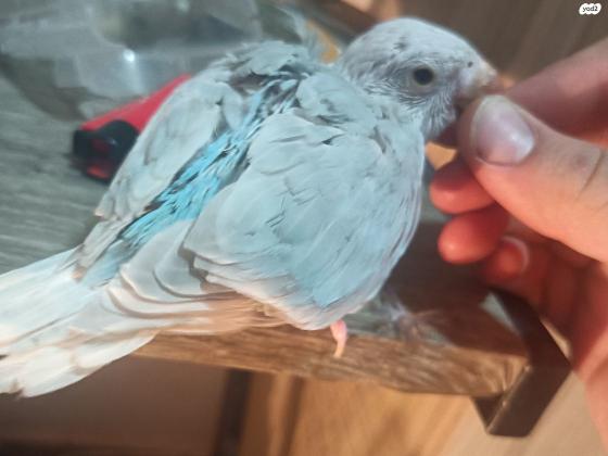 גוזל דררה נקבה מזוהת מין