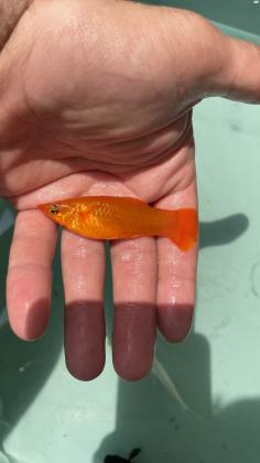 דגי מולי xl למכירה בשלל