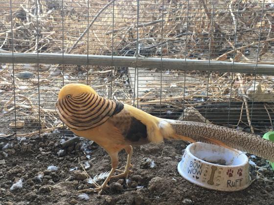 מוציא שני פסיון זהב נקבות