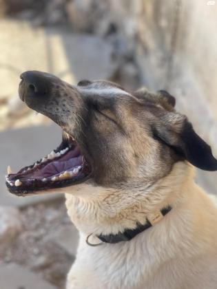 מקס אקיטה אמריקאי מעורב, בן