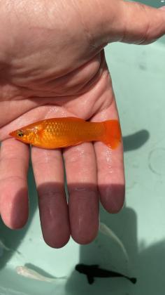 דגי מולי xl למכירה בשלל