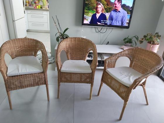 כורסאות קש מאיקאה, כחדשות