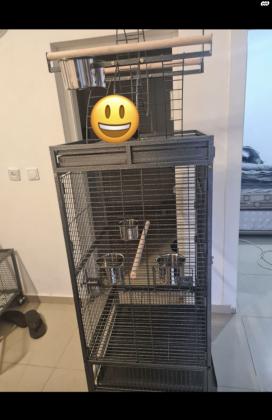 תוכי גאקו בת חמישה חודשיים