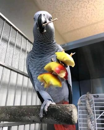 תוכים מדברים למכירה