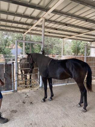 בצער רב בלאק נייט שלנו