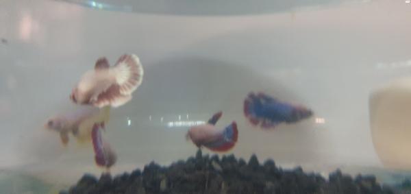 דגי קרב מיוחדים ,,דג שחיי