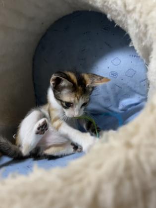 4 גורי חתולים לאימוץ מחיפה,