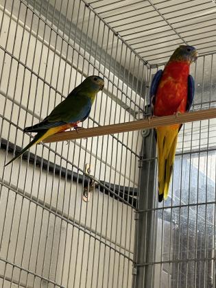 טורקיזנים בני חצי שנה בריאים